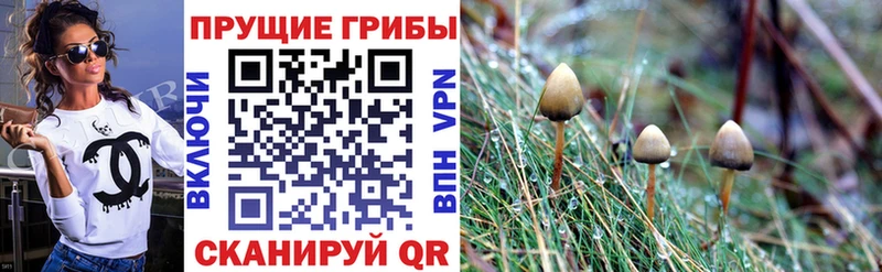 Галлюциногенные грибы Psilocybine cubensis  Анапа 